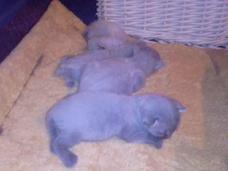 Huskat Nico - nico forrest billede 2