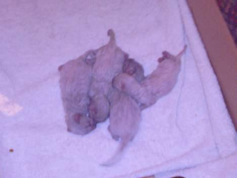 Huskat Nico - Nico i kuldet med sine søskende.  billede 3