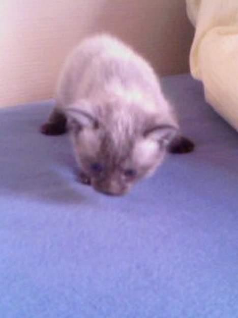 Huskat Nico billede 5