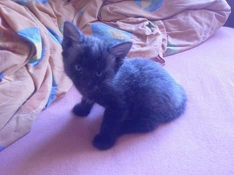 Huskat Nico billede 6