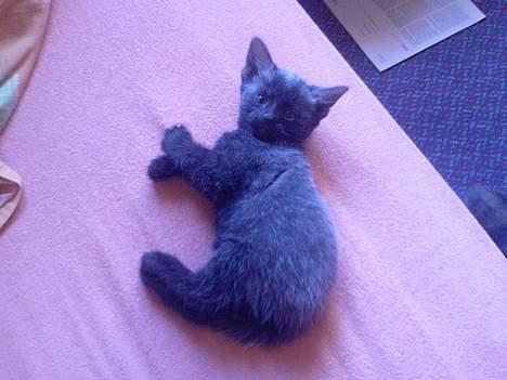 Huskat Nico billede 7