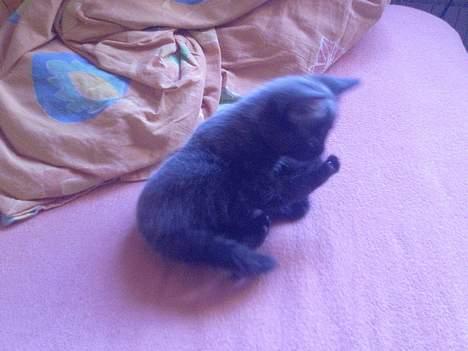 Huskat Nico billede 8