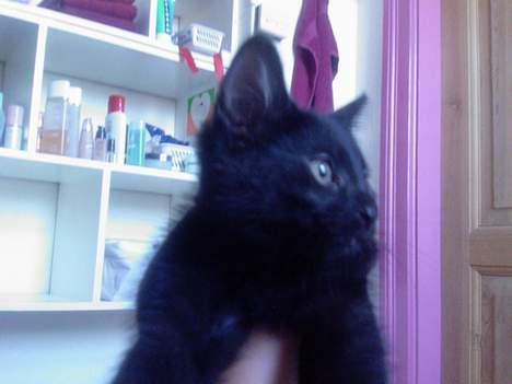 Huskat Nico billede 9