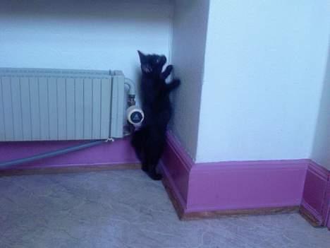 Huskat Nico billede 10