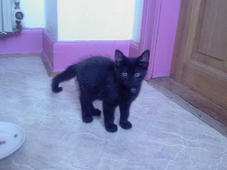 Huskat Nico billede 11