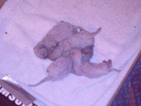 Huskat Mikkel billede 2