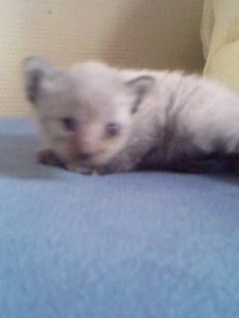 Huskat Mikkel - mikkel var desværre den svageste i kuldet. billede 3