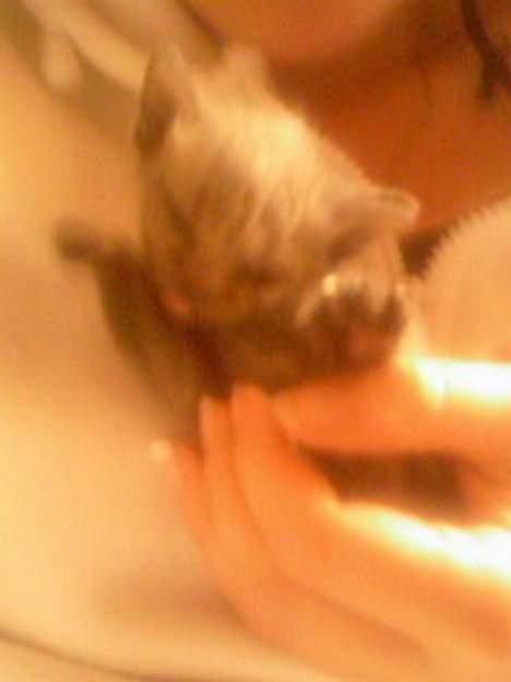 Huskat Mikkel billede 5