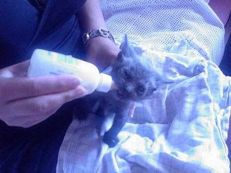 Huskat Mikkel billede 6