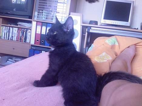 Huskat Mikkel billede 7