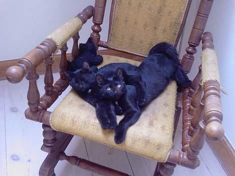 Huskat Mikkel - mikkel til venstre, vi slanger os lige ik? billede 8