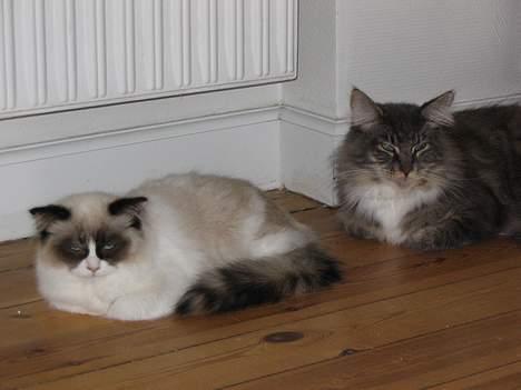 Ragdoll Rosa billede 11