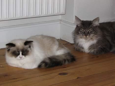 Ragdoll Rosa billede 12