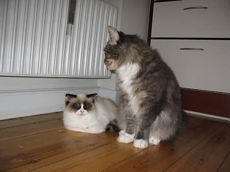 Ragdoll Rosa billede 13