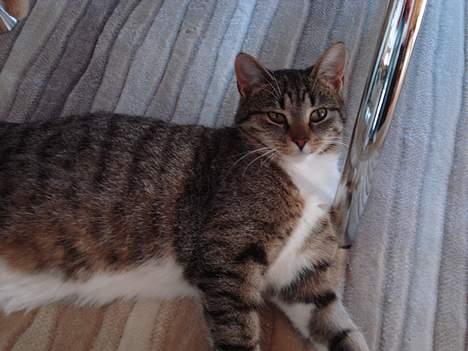 Huskat Katja - Ville du noget? billede 13