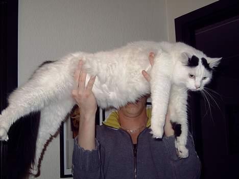 Norsk Skovkat Malle billede 11