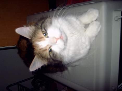 Blanding af racer Mille billede 12