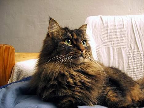 Norsk Skovkat Blanding - Sæla billede 13