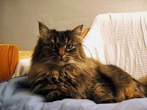 Norsk Skovkat Blanding - Sæla billede 14