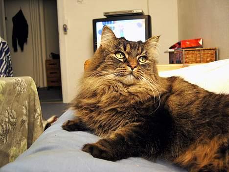 Norsk Skovkat Blanding - Sæla billede 15