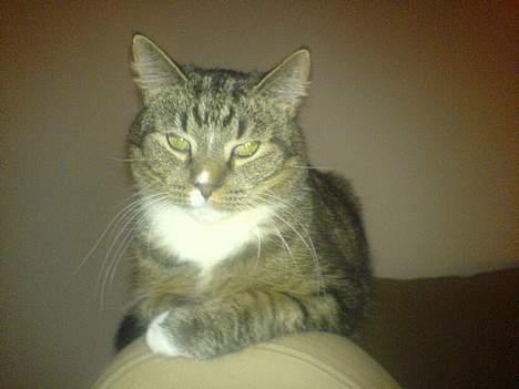 Blanding af racer Tulle - elsker og ligge og trone den på sofakanten billede 6