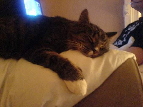 Blanding af racer Tulle - zzzzZzzZzZzZzZz billede 7