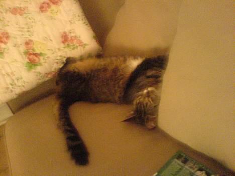 Blanding af racer Tulle - og her liggerj eg så og sover på ryggen. ;) billede 8