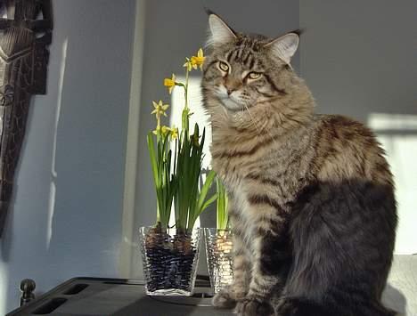 Maine Coon  Vingsted´s  Gentlemann billede 15