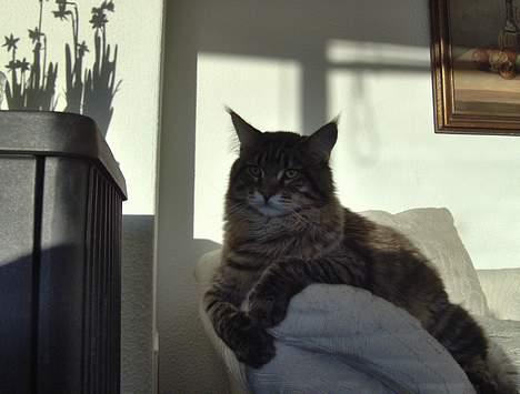 Maine Coon  Vingsted´s  Gentlemann billede 16