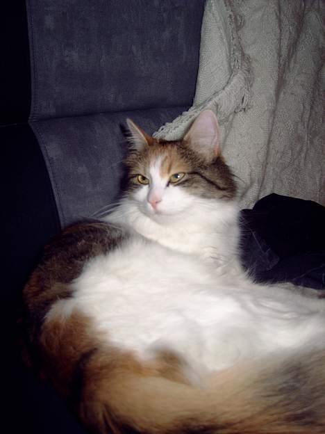 Blanding af racer Mille billede 13