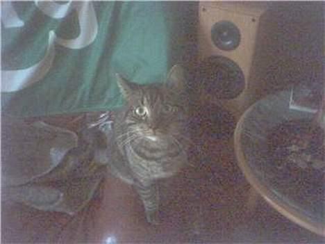 Huskat 'RIP' Buller billede 2