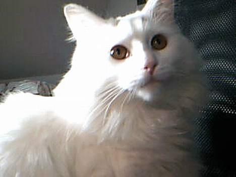 Blanding af racer Fnug billede 3