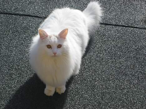 Blanding af racer Fnug - Dejligt billede af ham, taget på taget ;p <3 billede 4