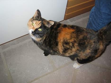 Blanding af racer Micha billede 6