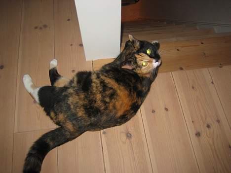 Blanding af racer Micha - en helt fantastisk kat! <3 billede 7