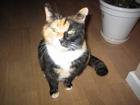 Blanding af racer Micha billede 8