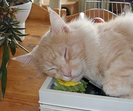 Maine Coon Mister Magoo - tar lige en lur i en skuffe. billede 6