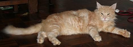Maine Coon Mister Magoo - tar lige en slapper. billede 7