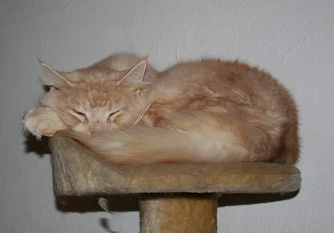 Maine Coon Mister Magoo - tar endnu en lur.. billede 8