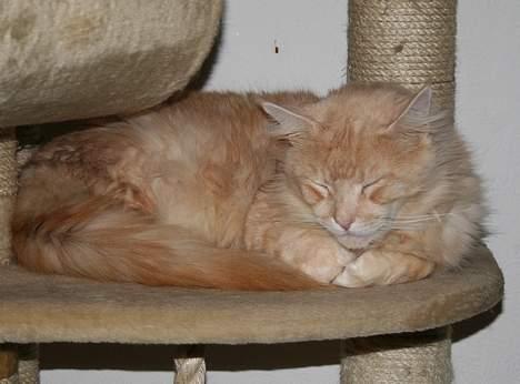 Maine Coon Mister Magoo - Sover stadig.. billede 9