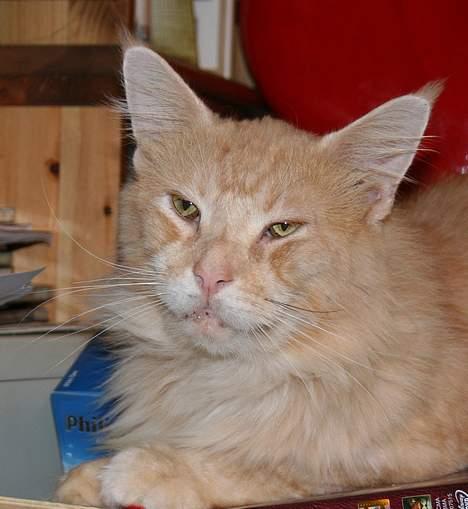 Maine Coon Mister Magoo - En skøn fyr.. billede 10