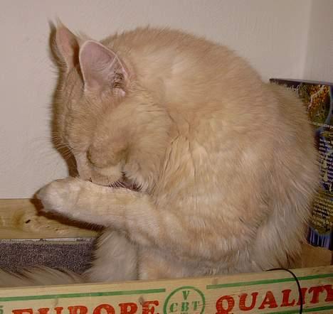 Maine Coon Mister Magoo - Forfængelig, ja meget.. billede 11