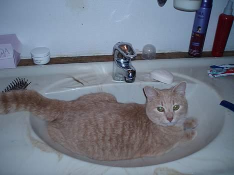 Blanding af racer Viggo  - Viggo som han ser ud nu , var der ikke noget med at æblet ikke falder langt fra stammen? billede 10