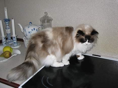 Ragdoll Rosa billede 14