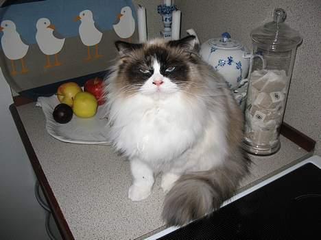 Ragdoll Rosa billede 15