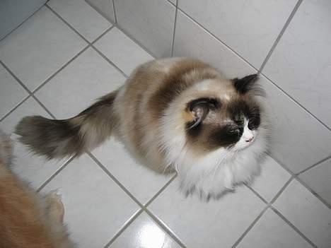 Ragdoll Rosa billede 16