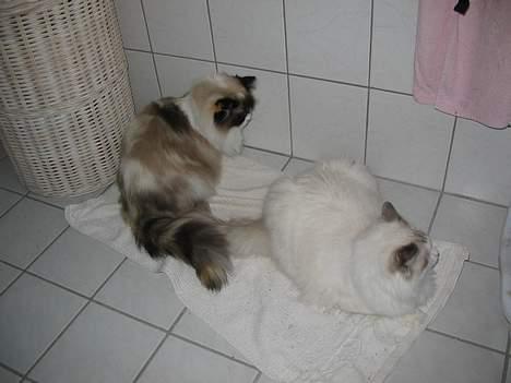 Ragdoll Rosa billede 17