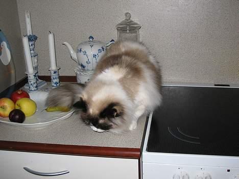 Ragdoll Rosa billede 18