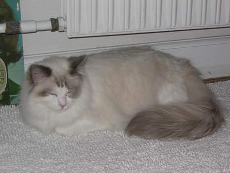 Ragdoll Samuel billede 1