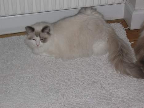 Ragdoll Samuel billede 2